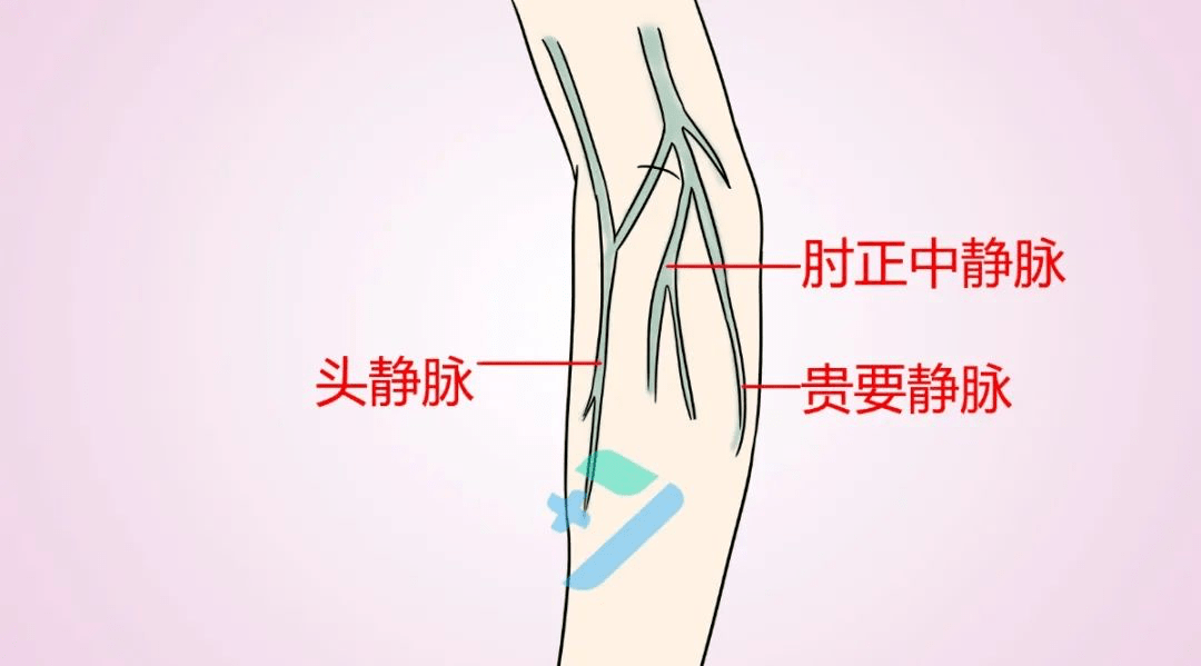 牛颈静脉采血部位图图片