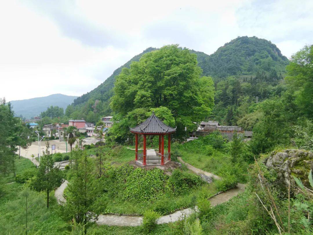 宣威龙场黄村有个"网红"小广场_村民_古树_枝叶