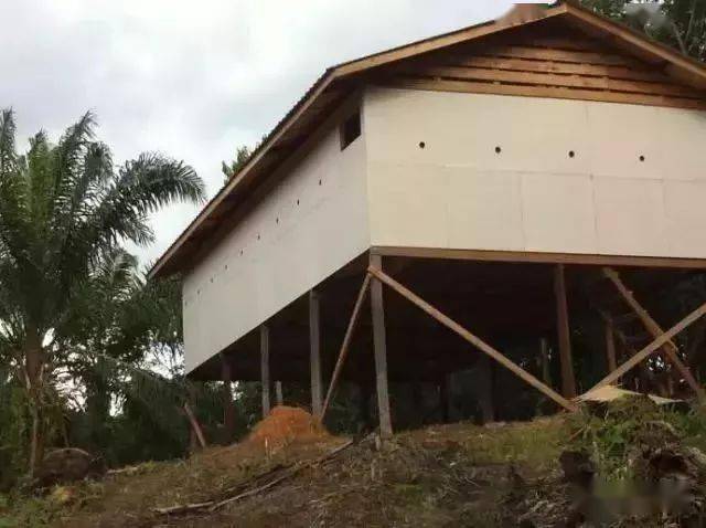 实拍燕子筑巢过程:金丝燕口中吐出来的巢窝~_燕窝_屋燕_矿物质