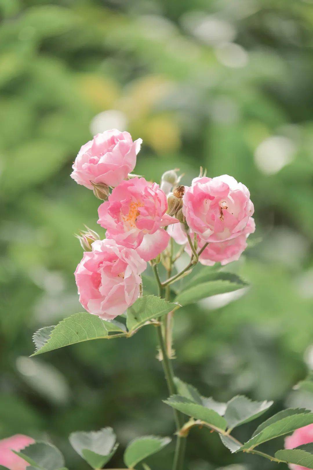 "云"游宁德 | 鲤鱼溪畔的蔷薇花刷屏啦!_旅游_芳菲_徐杨萍