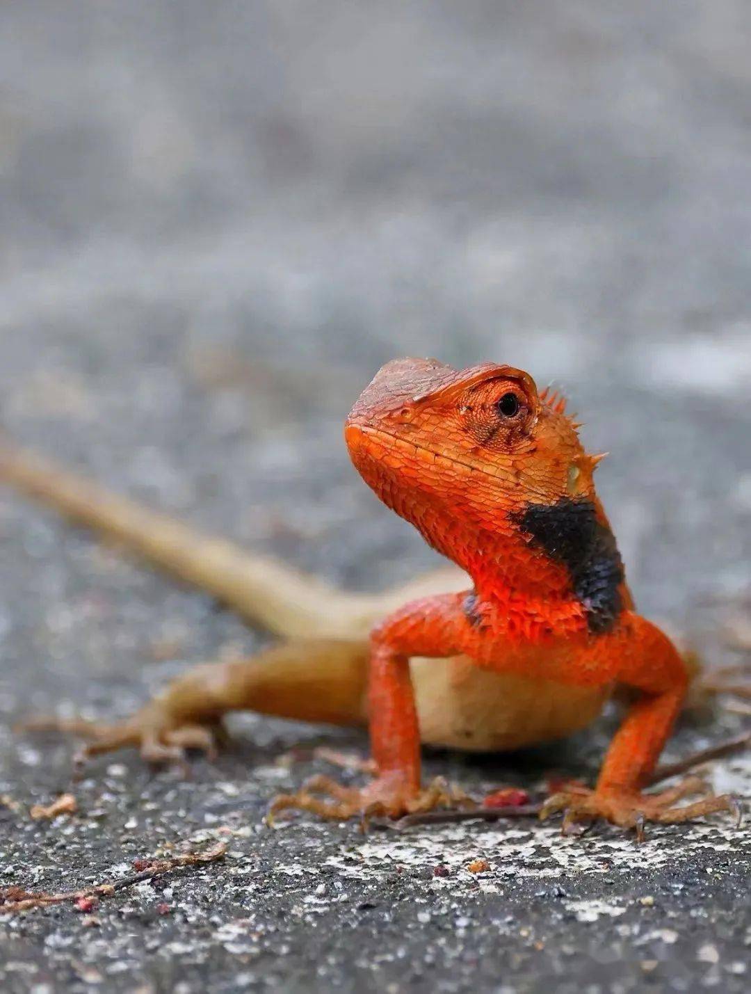 67新宠变色树蜥