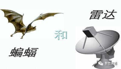 新概念英语 B4l7 Bats 蝙蝠 Then Listen Answer