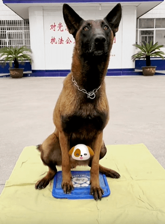 马犬_警犬_dy