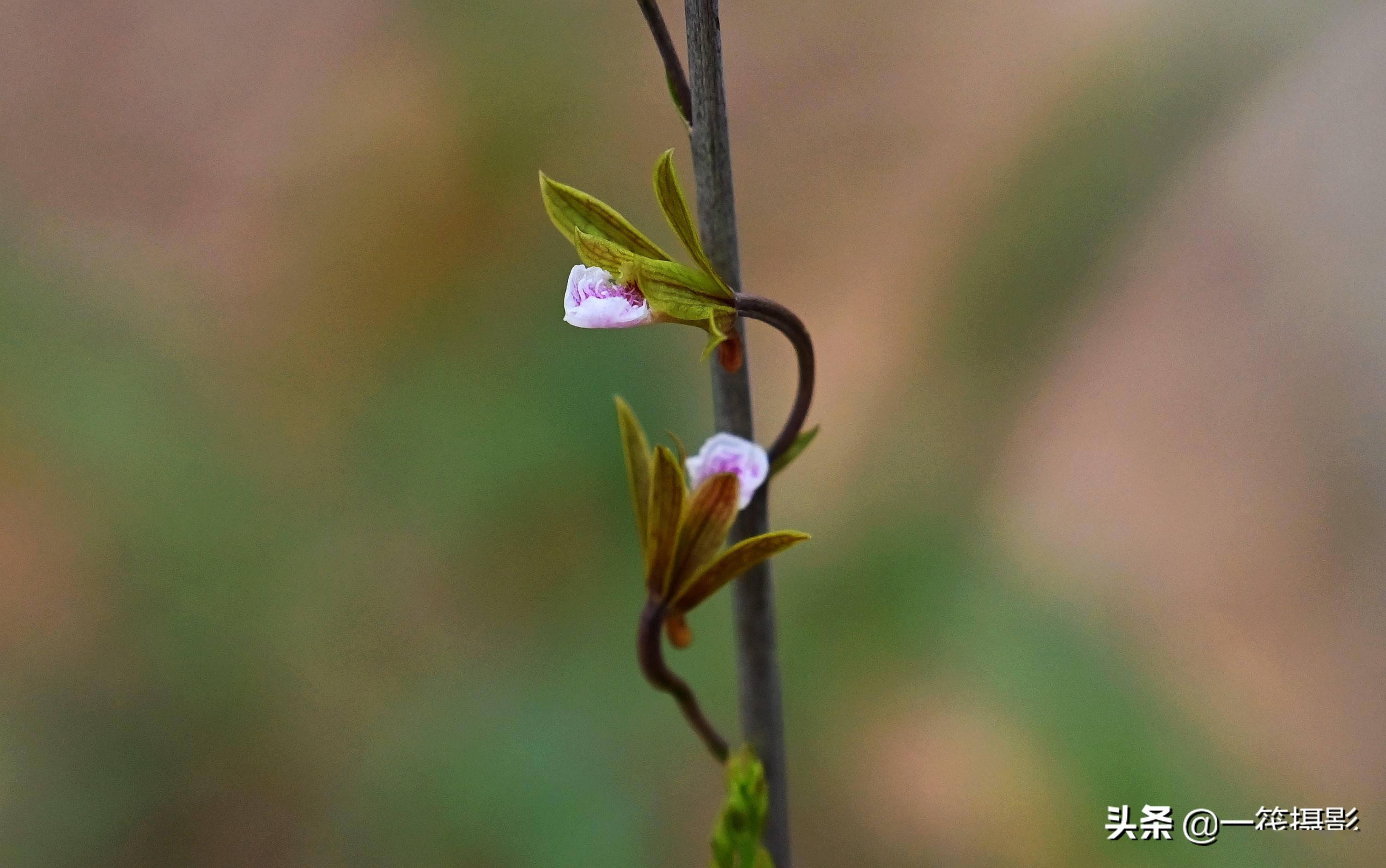 华南农业大学校园惊现珍稀野生植物美冠兰