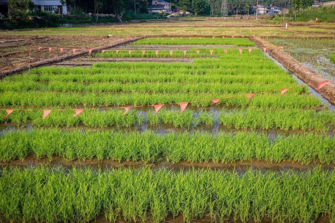 范自节_秧苗_秧田