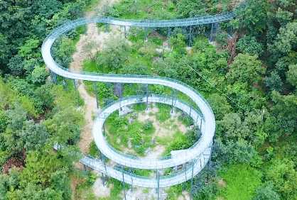金果累累满山香,欲摘枇杷一树金!_兰溪_女埠街道_白露