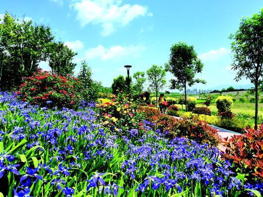 初夏的天水 暖风和煦 位于成纪大道东 日报 月季花 王莹