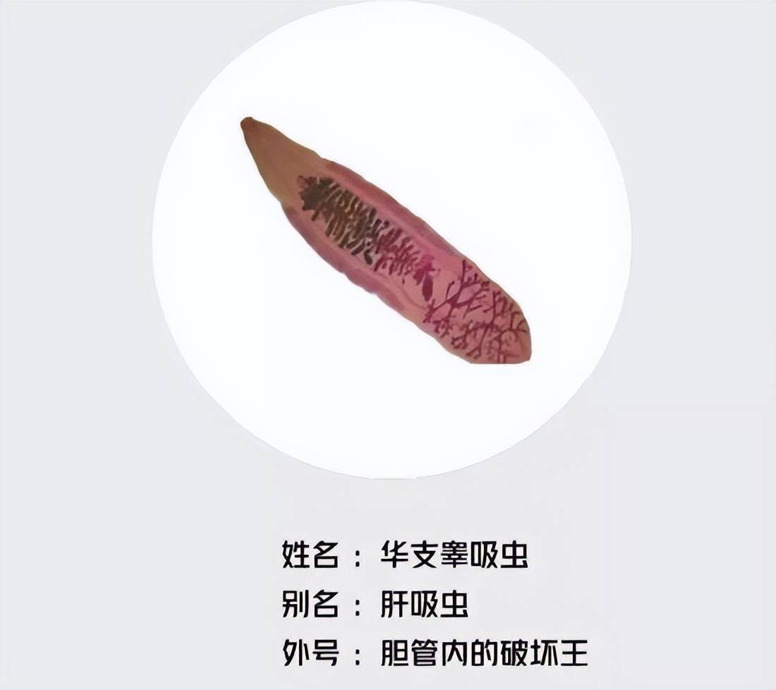 寄生虫的意思 来自搜狐网