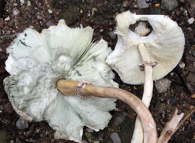 今天认识毒蘑菇五大青褶伞