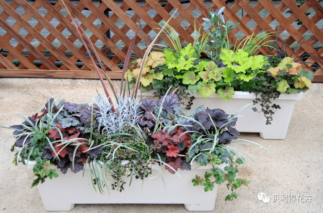 宿根花卉种苗订货季花园的调色板植物矾根