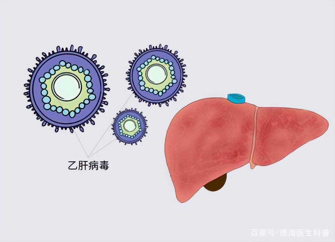 1979年正式确定其基因组序列,肯定是嗜肝dna病毒,人类因含有乙肝病毒