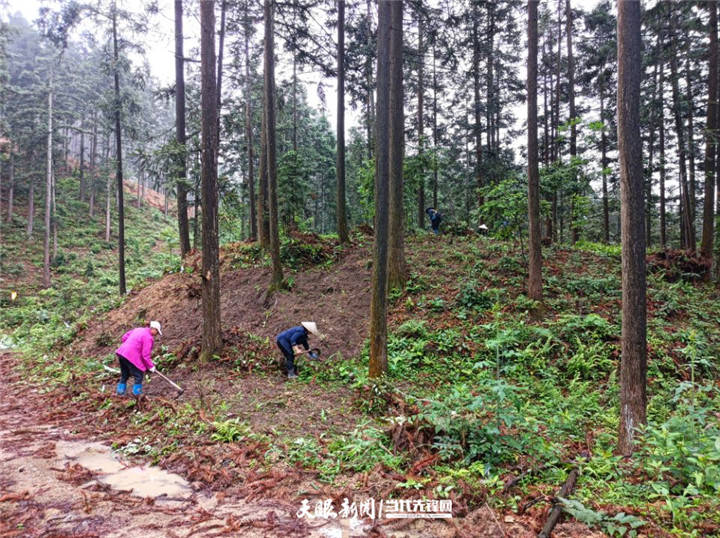 三穗武笔街道：白芨管护忙 “钱”景可观待丰收