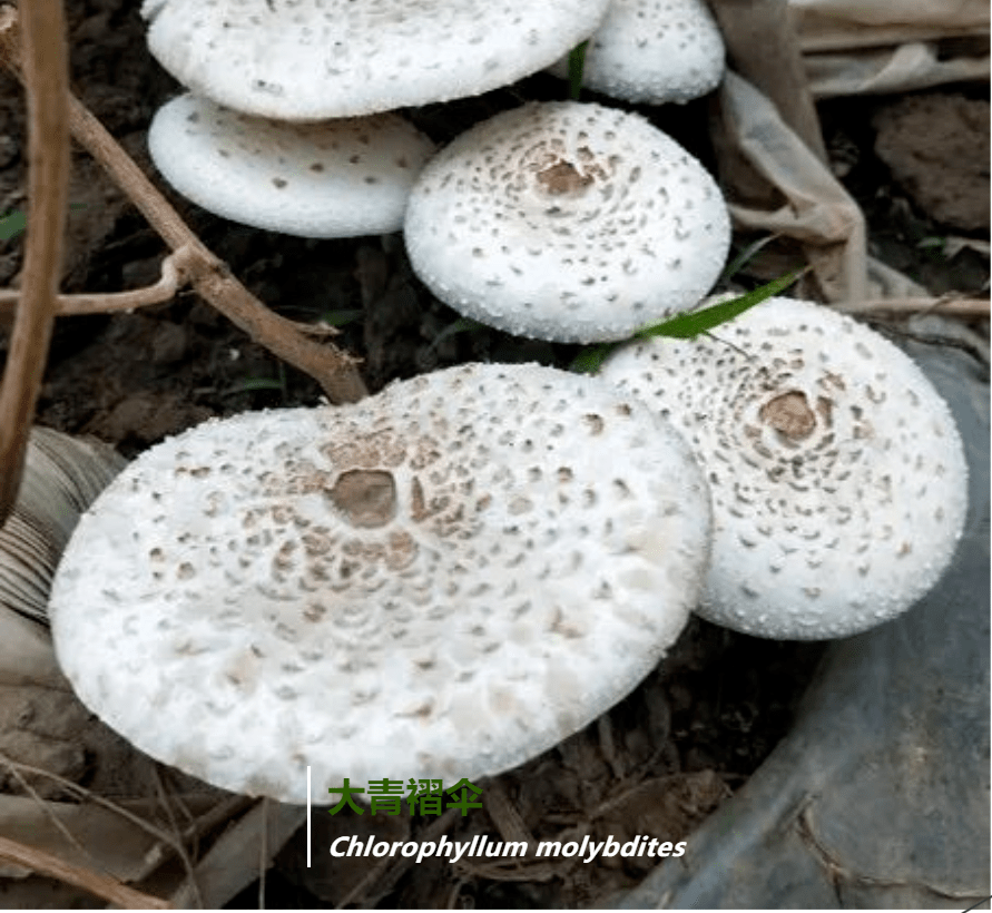 大青褶伞chlorophyllum molybdites,俗称铅绿褶菇等,是中国蘑菇中毒