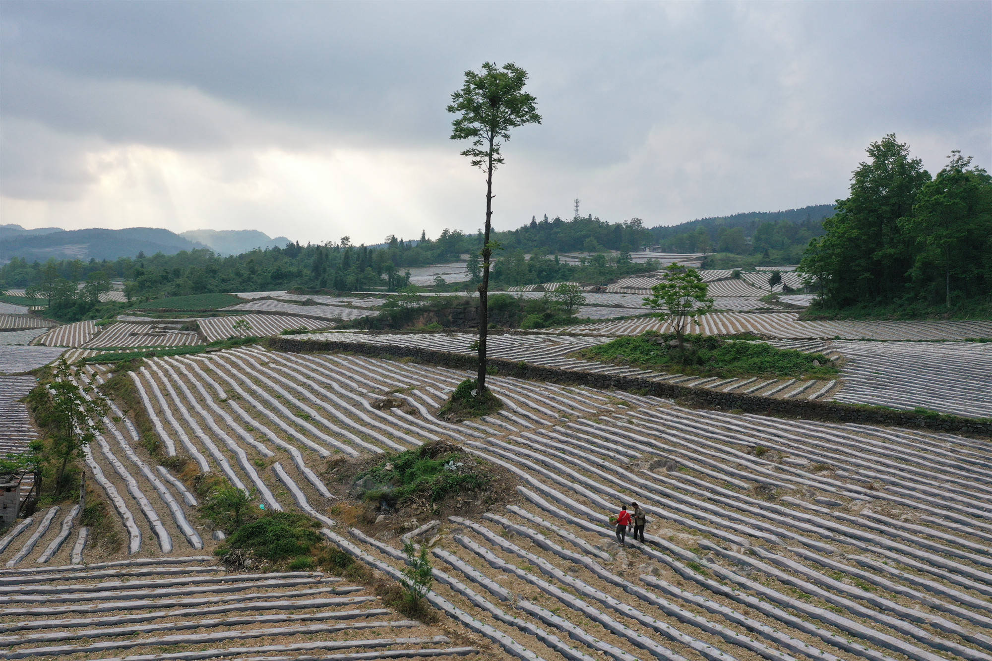 2022年5月8日,在重庆市彭水苗族土家族自治县大同镇大厂社区,村民们在
