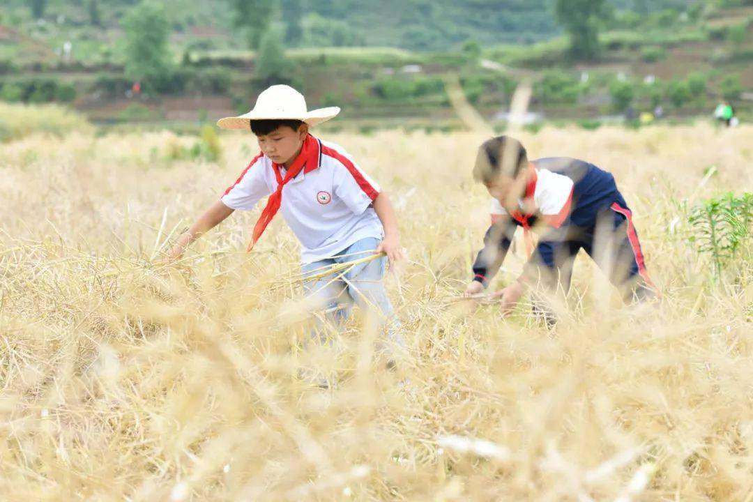 学生田间收割油菜籽黄平一小学这堂劳动课真赞