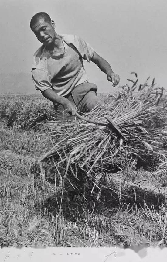 已故纪实摄影家凤翔乡党侯登科的《麦客》