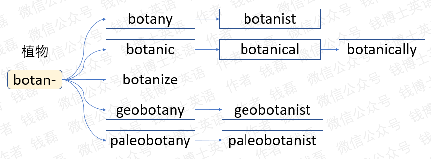 思維導圖速記單詞:詞根botan-_植物學_英語_botany