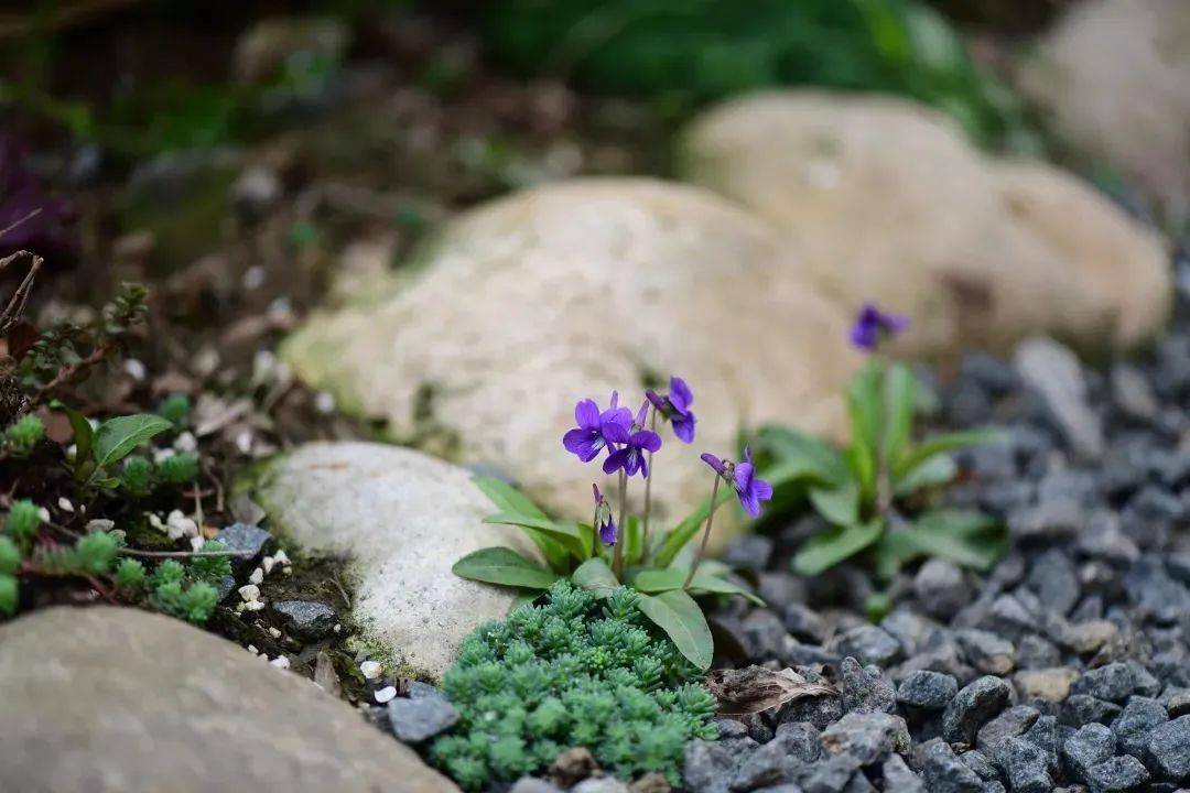 苔开花图片 唯美图片