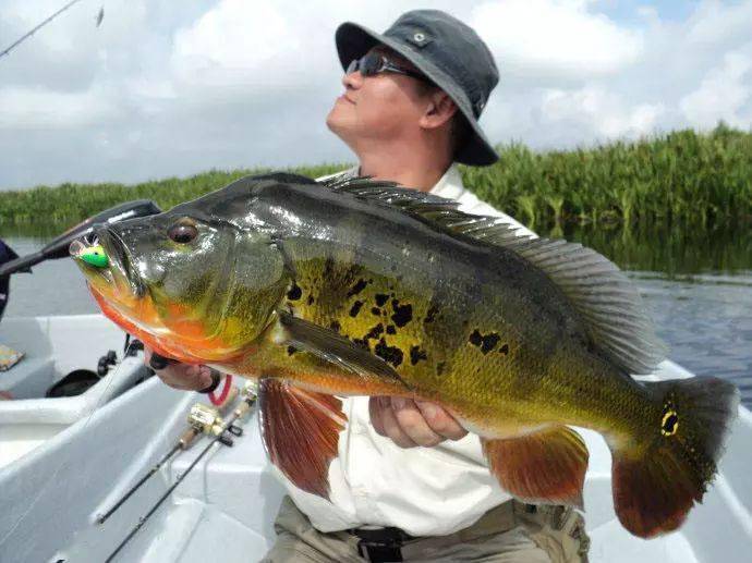 以美丽凶悍著称的孔雀鲈,遇见鱼饵拼命追,想钓点别的鱼都困难_路亚