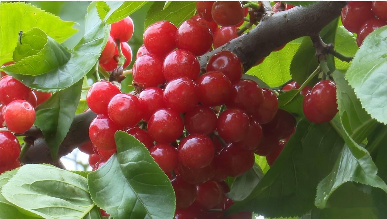 各类时鲜水果甜蜜"出道"_元谋县_元马镇_樱桃