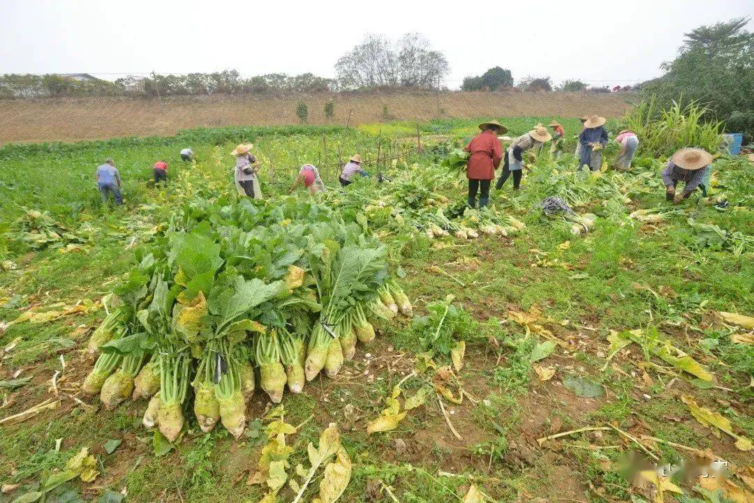 均安大头菜走向全国_农产品_种植_顺德