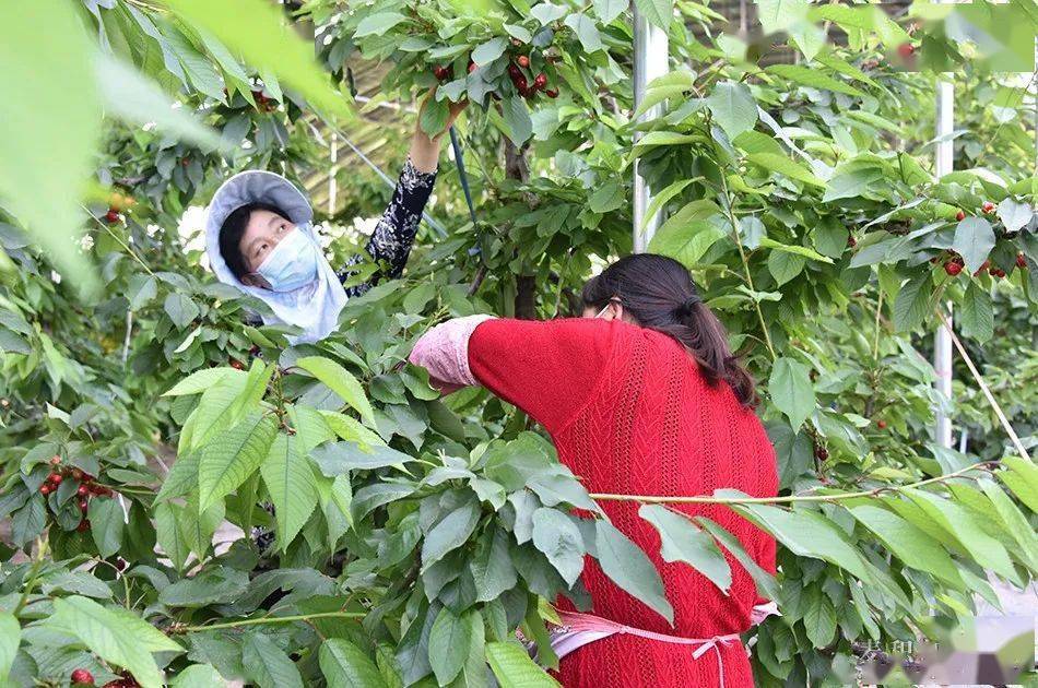 天水市麥積區:大棚櫻桃喜獲豐收 搶