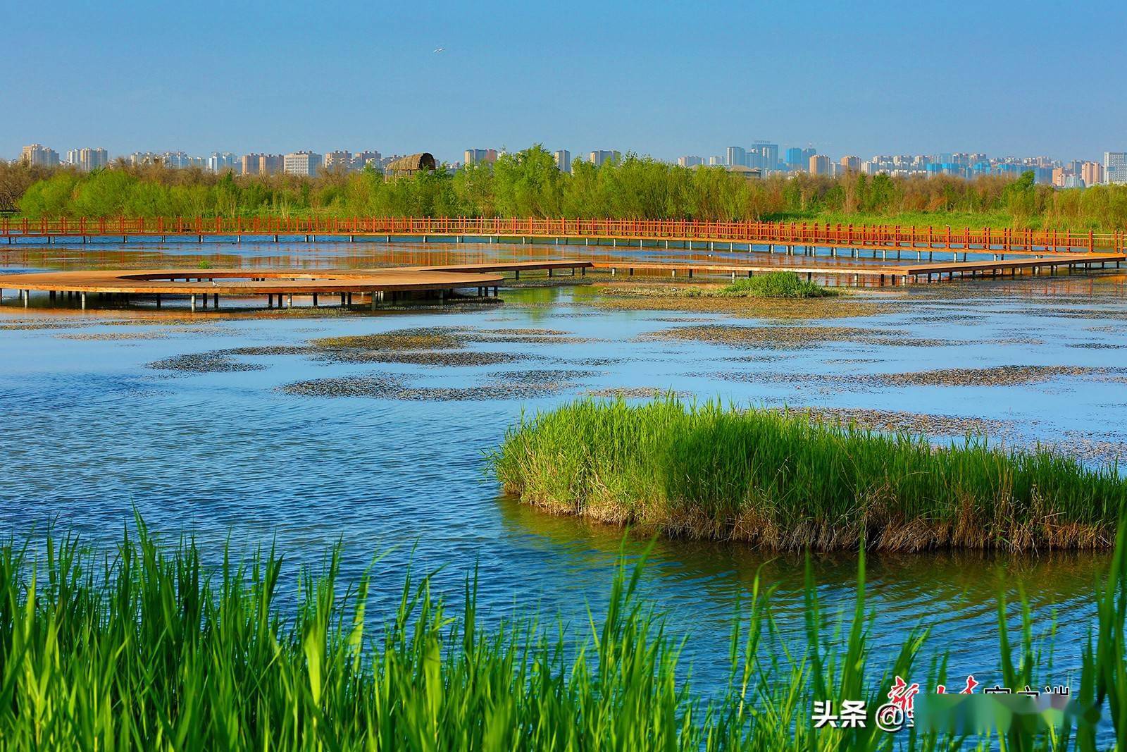 张掖市城市湿地景色怡人_甘州区_水清_公园