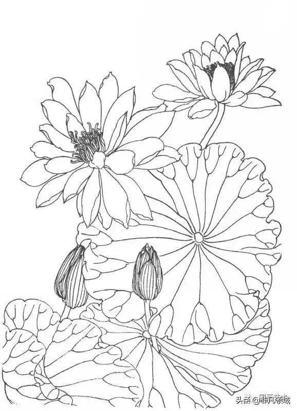 线描睡莲画法与画谱欣赏