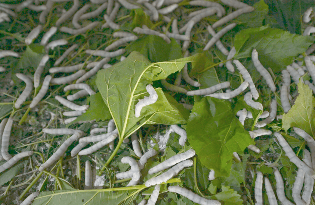 1633工程61蚕桑产业种桑养蚕编织致富新丝路