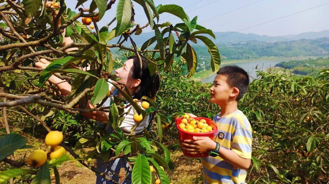 【早安北碚】金果园枇杷熟了,快来尝鲜!_重庆_华宇_到达