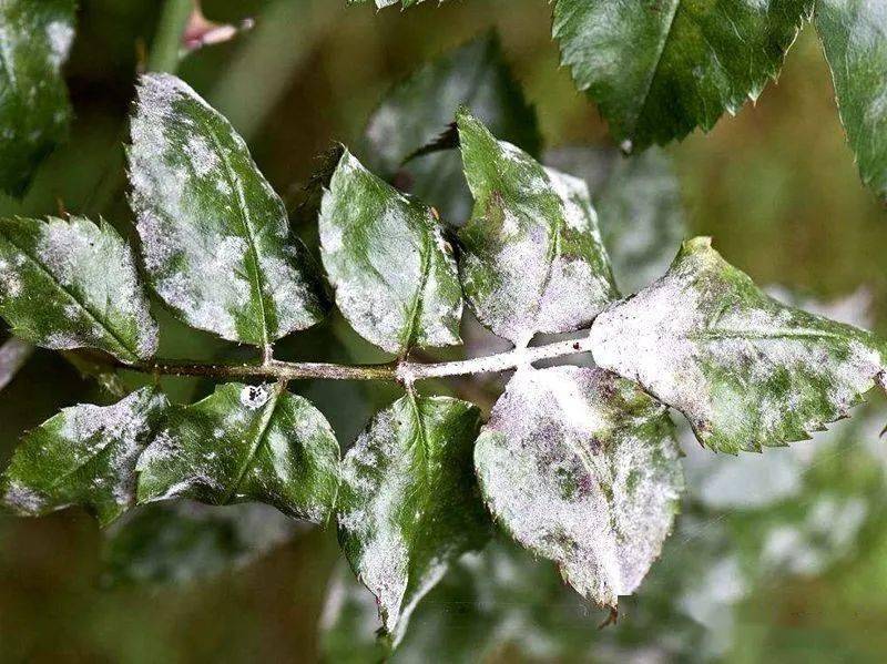 养花7种病害对植物危害大园艺师教你如何科学处理