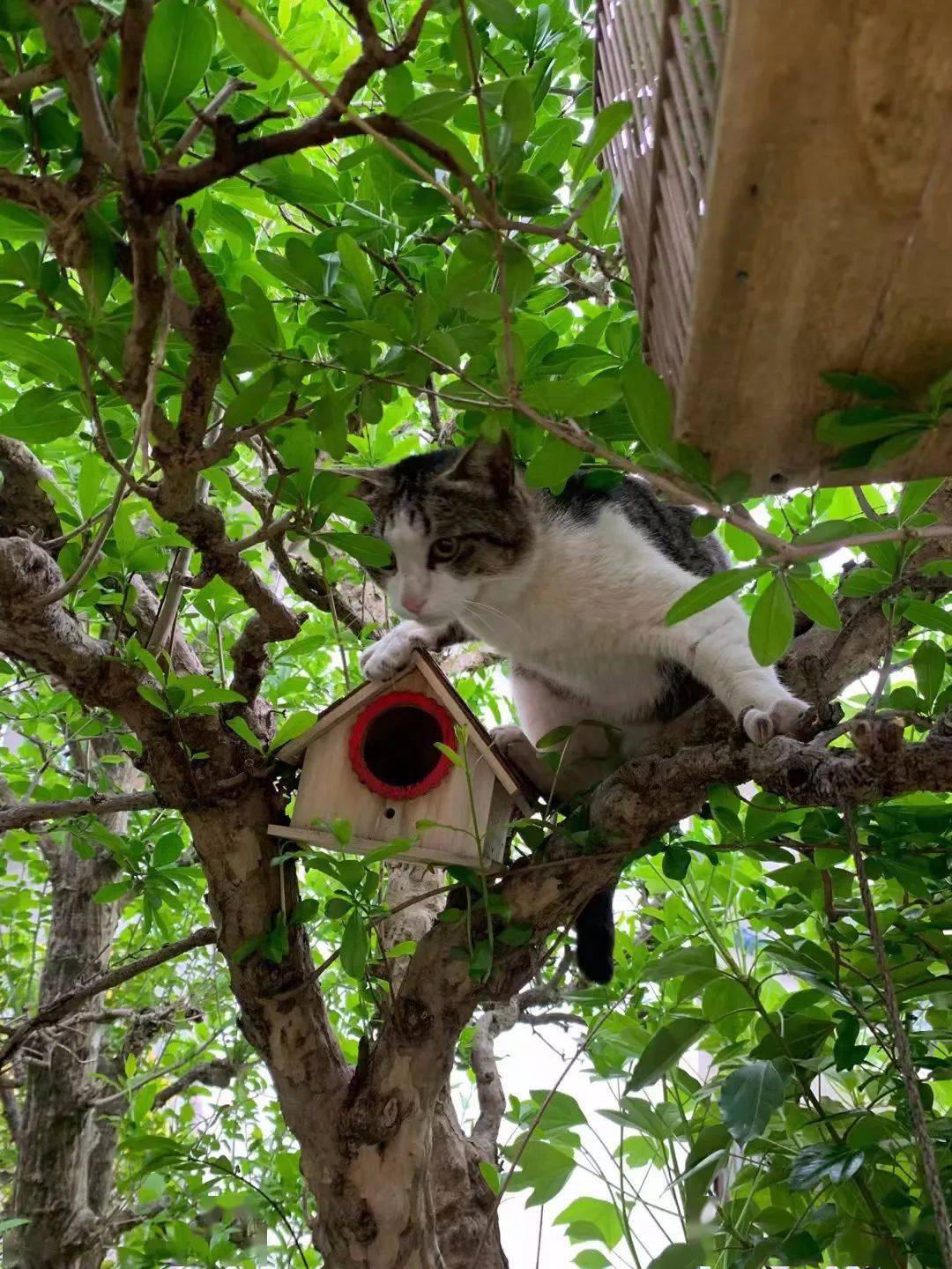 猫咪与麻雀雏鸟 ▎转转会女主人日记_生活_bully_艺术