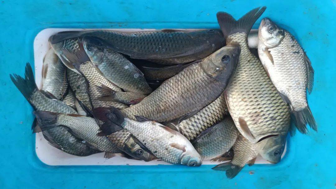 五一節後黃河小浪底水庫釣魚鷹嘴山大水面連桿鯽魚鯉魚爆護