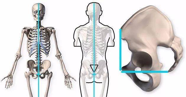 除了男性女性骨盆的不同,我們需要簡單的瞭解以外,骨盆最基本的骨骼