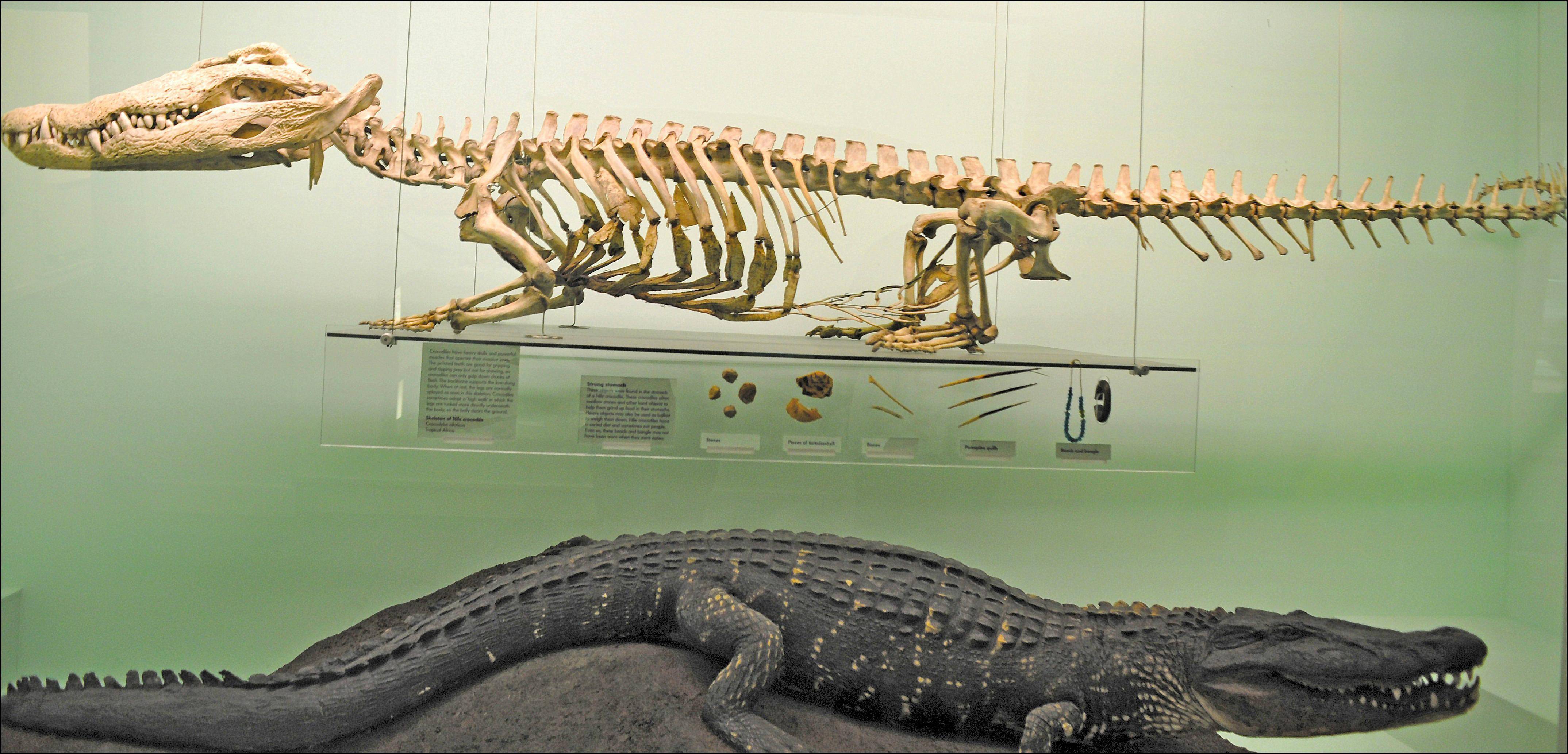 世界最大鳄鱼种现身苏州长16米重15公斤究竟是哪来的