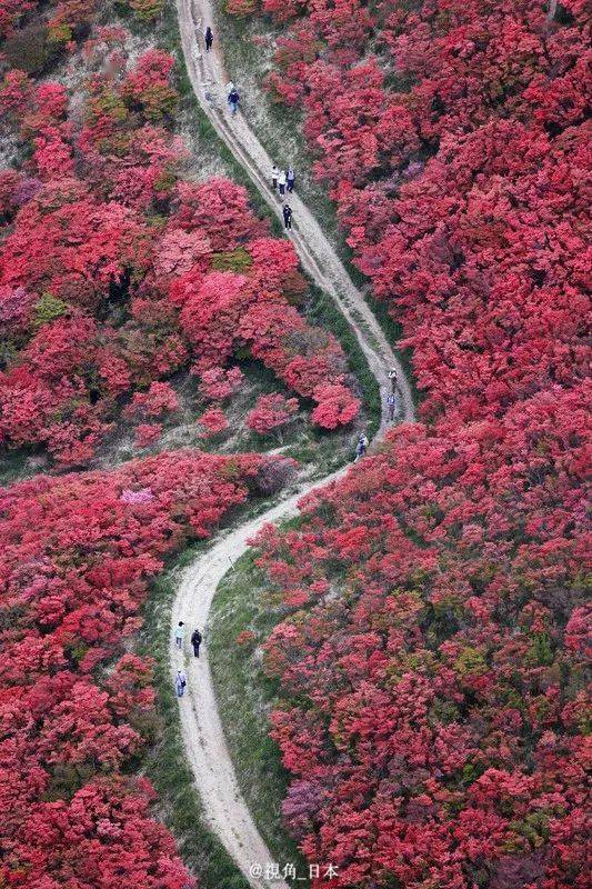 日本食品价格普遍上涨平均涨幅11amp葛城山山顶杜鹃花盛开