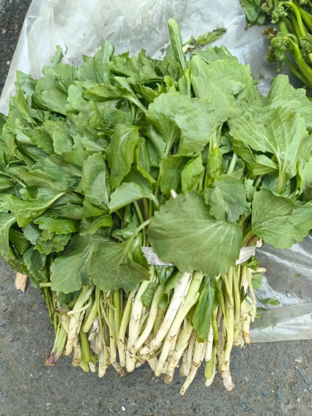 吉林菜市场山野菜一览