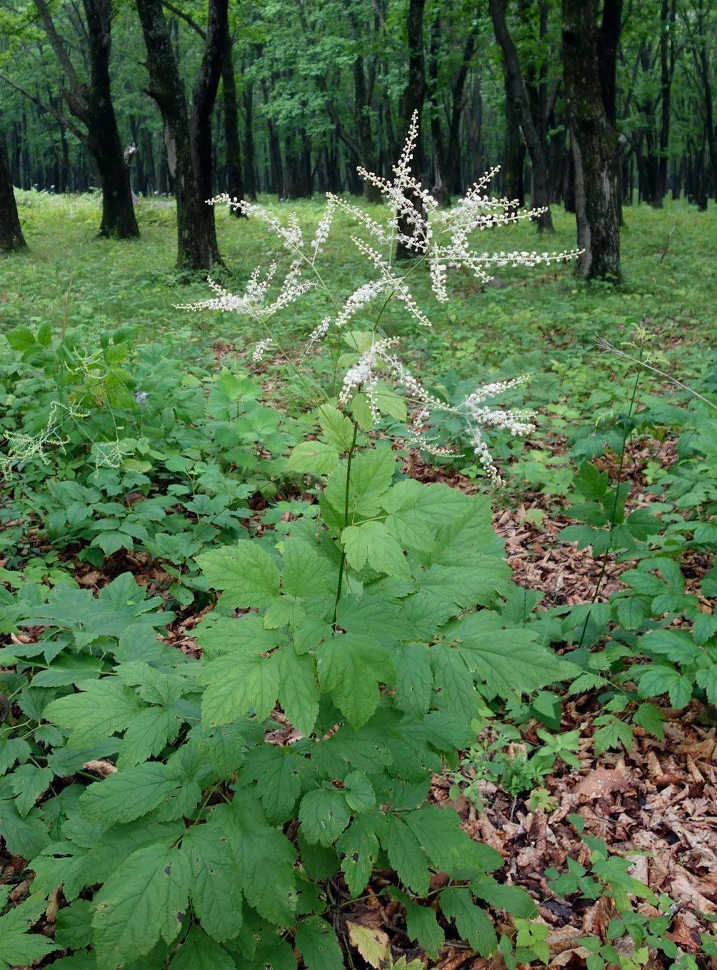 2 兴安升麻兴安升麻/cimicifuga dahurica(或同属),毛茛科升麻属