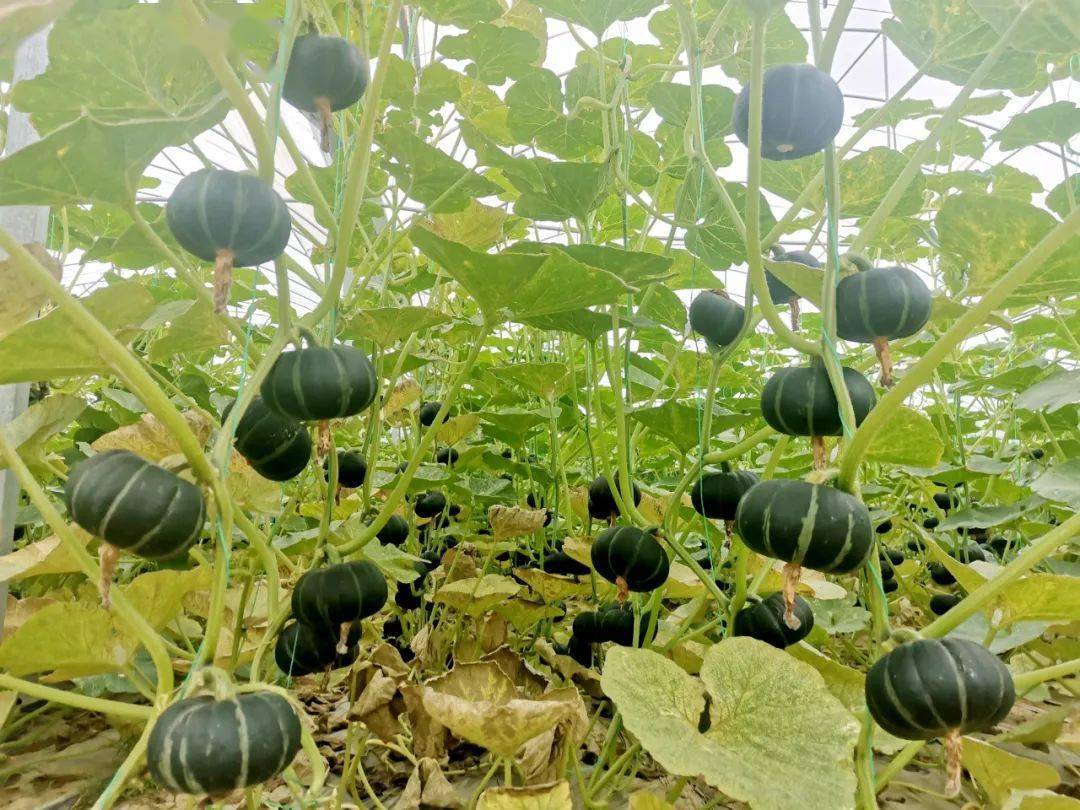 禾云这里的贝贝南瓜喜丰收~_种植_于洪江_大棚