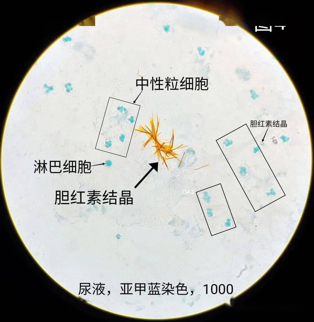 段師形態教學系列第44期