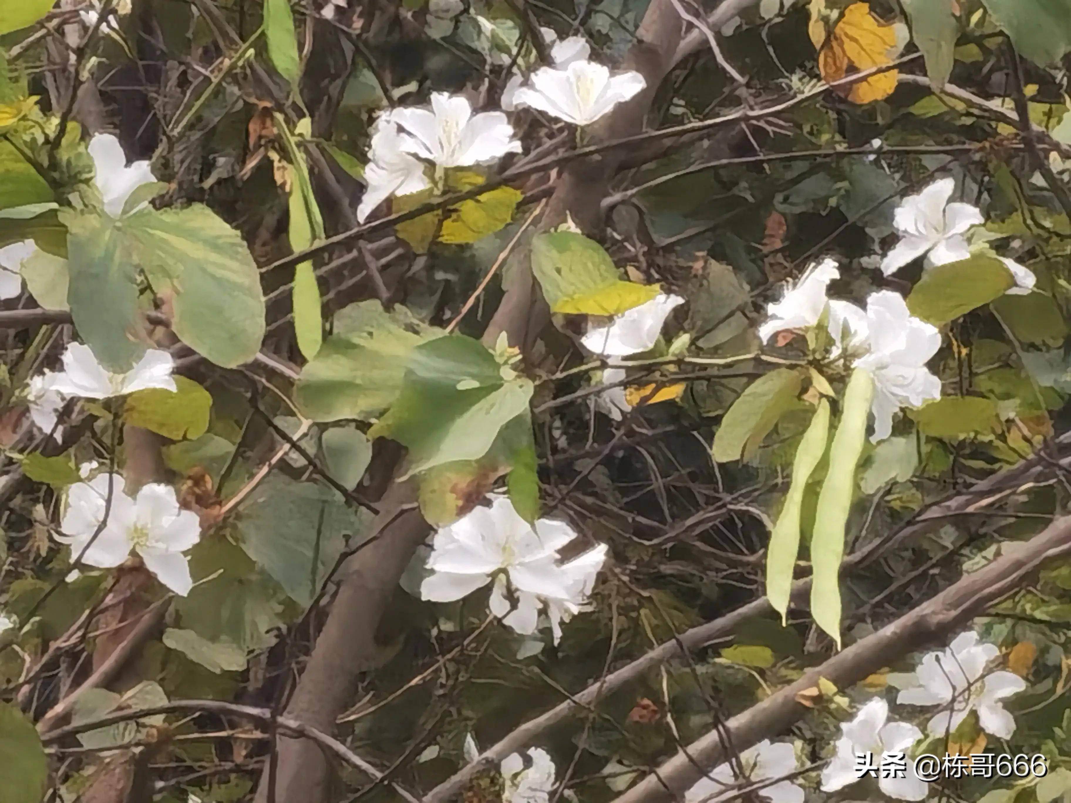 深圳公园花朵随拍十一白花洋紫荆