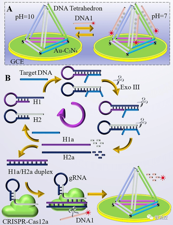 发夹结构的碱基序列图片