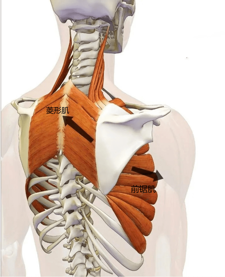 背阔肌和前锯肌图片
