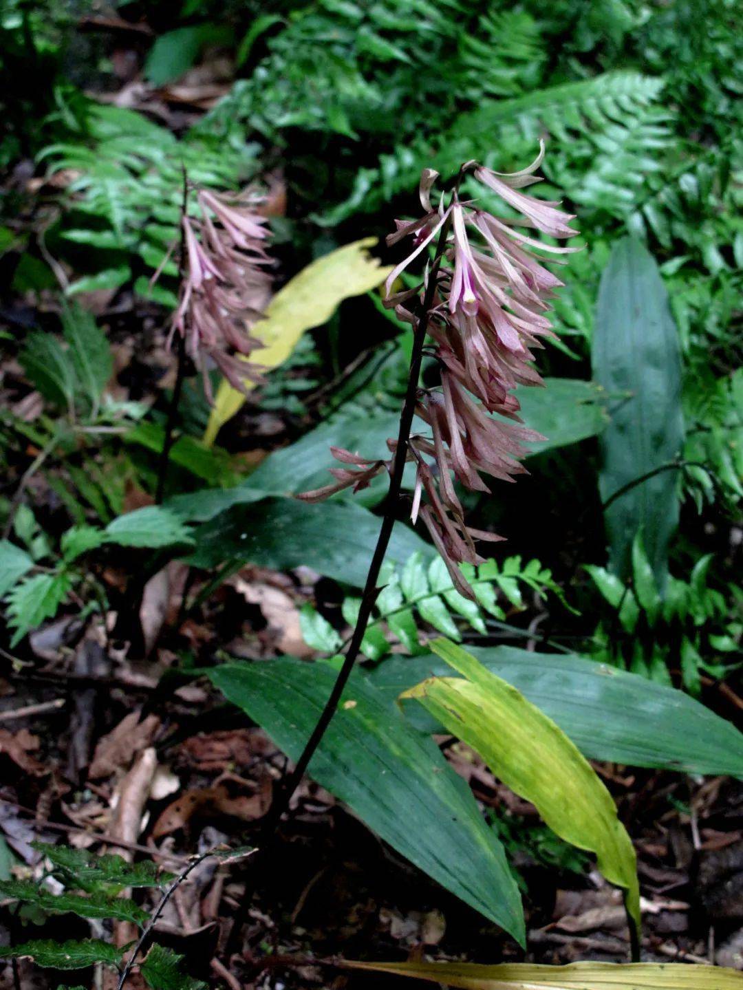 四明山龙观首现珍稀兰科植物杜鹃兰
