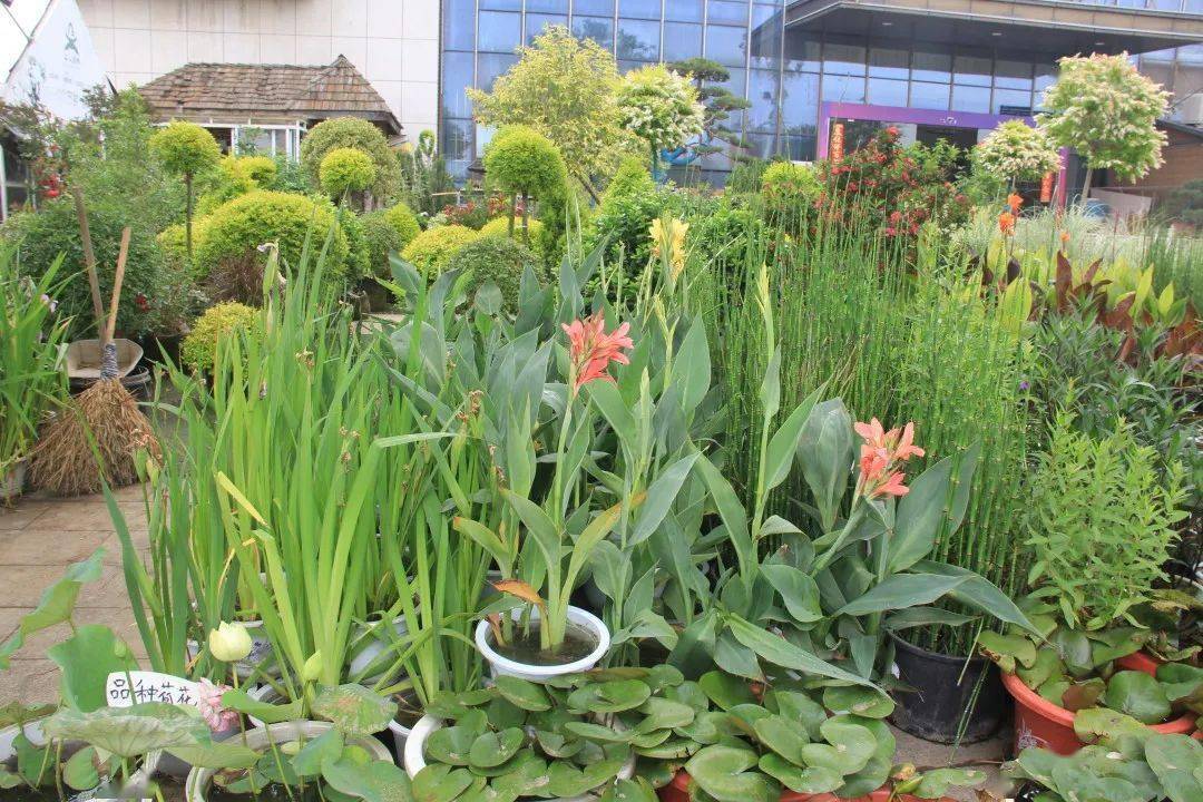 利用乡土水生植物造景,有哪些好处?_水景_配置_水体