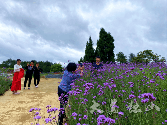 马鞭草已盛开 等你邂逅最美的紫色花海_独山县_花朵_梦幻