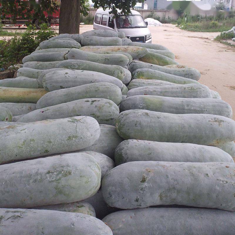 新款优质粉皮冬瓜品种基地可用内腔小耐储运适应性广