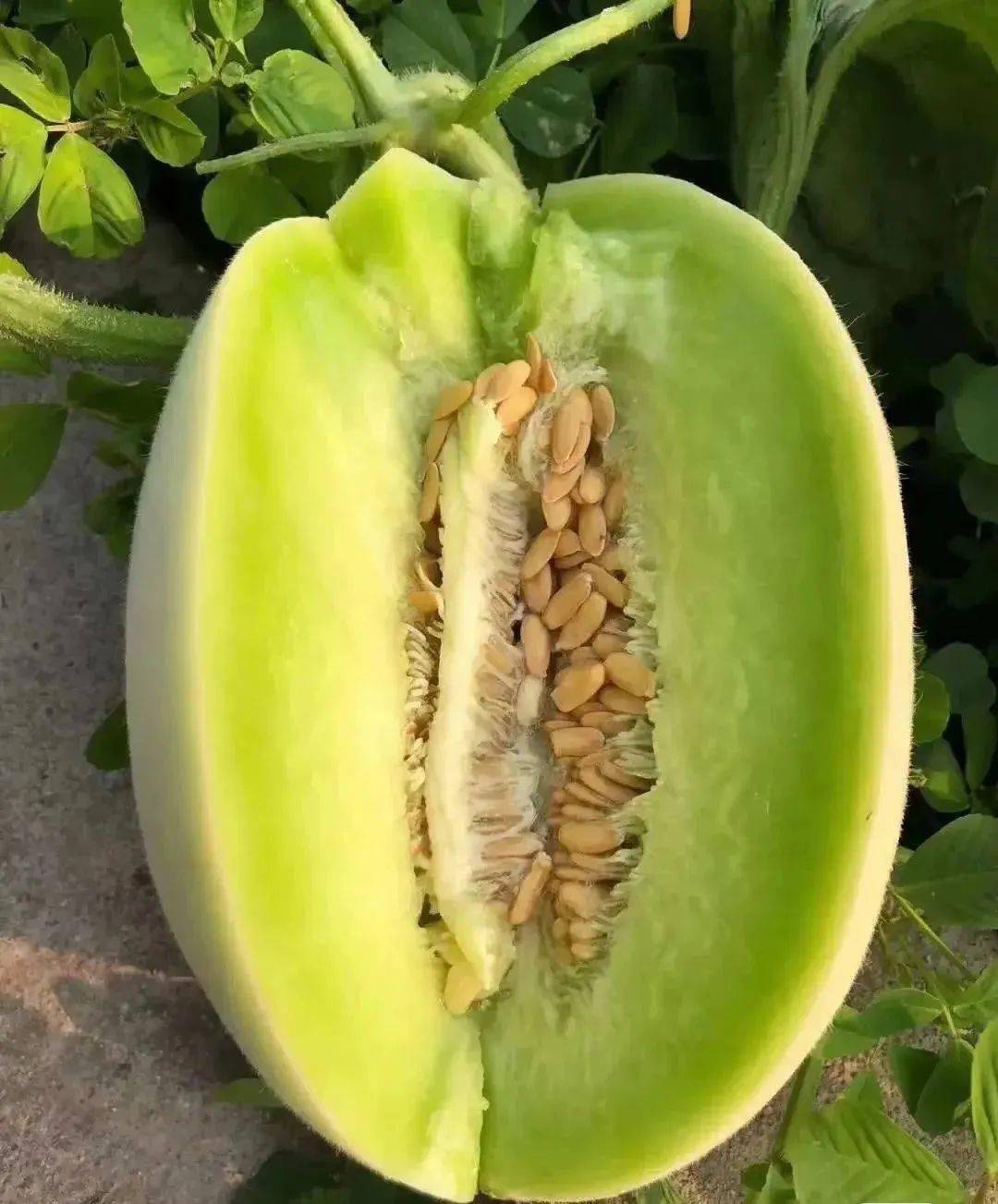 一份起送南汇玉菇甜瓜无需预约399元享南汇玉菇甜瓜2个共455斤无需