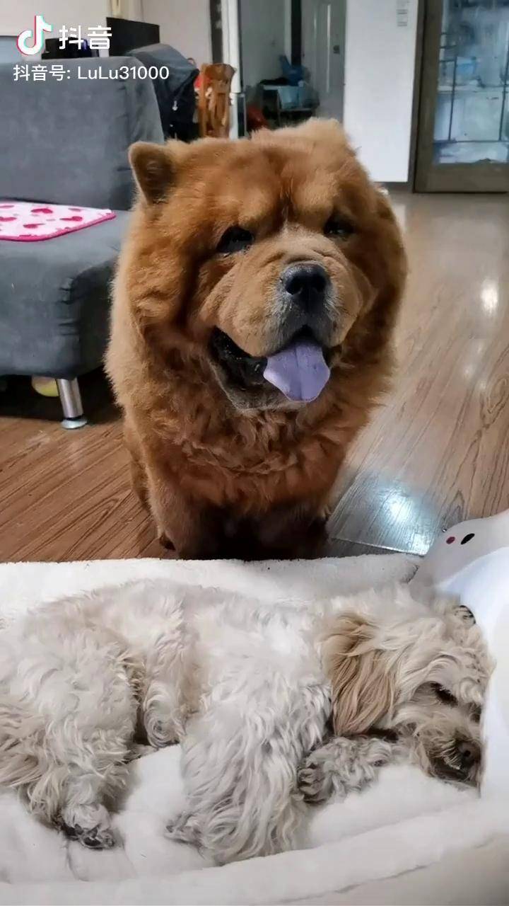 老头为你们,一辈子爱你们家有萌宠 龙肉球_老头_好孩子_都说