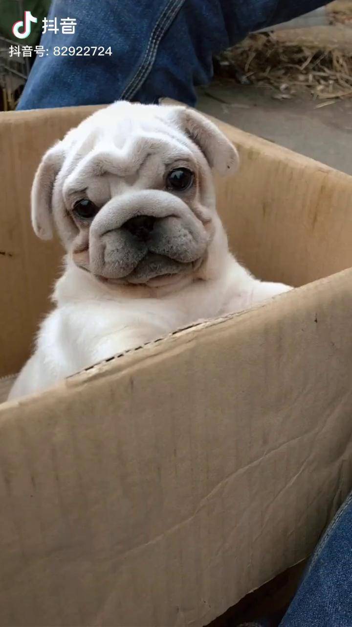 全国独一只白巴哥